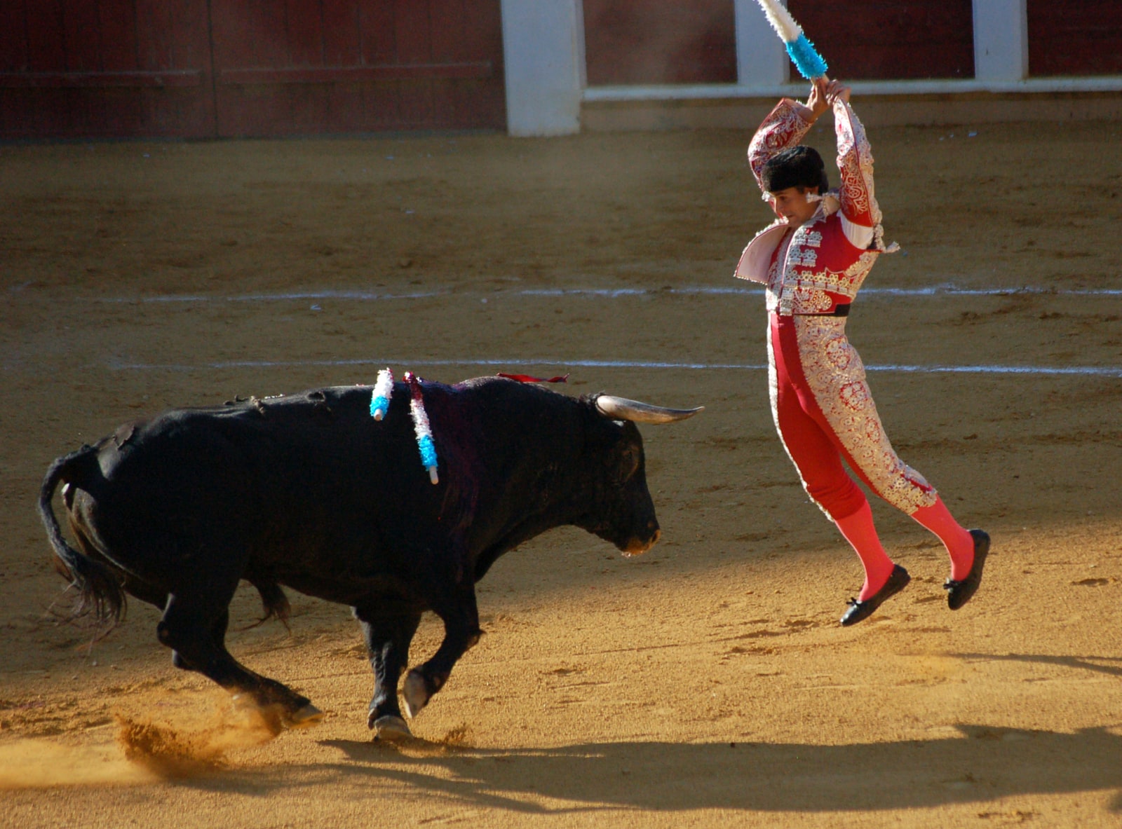 Placing the banderillas