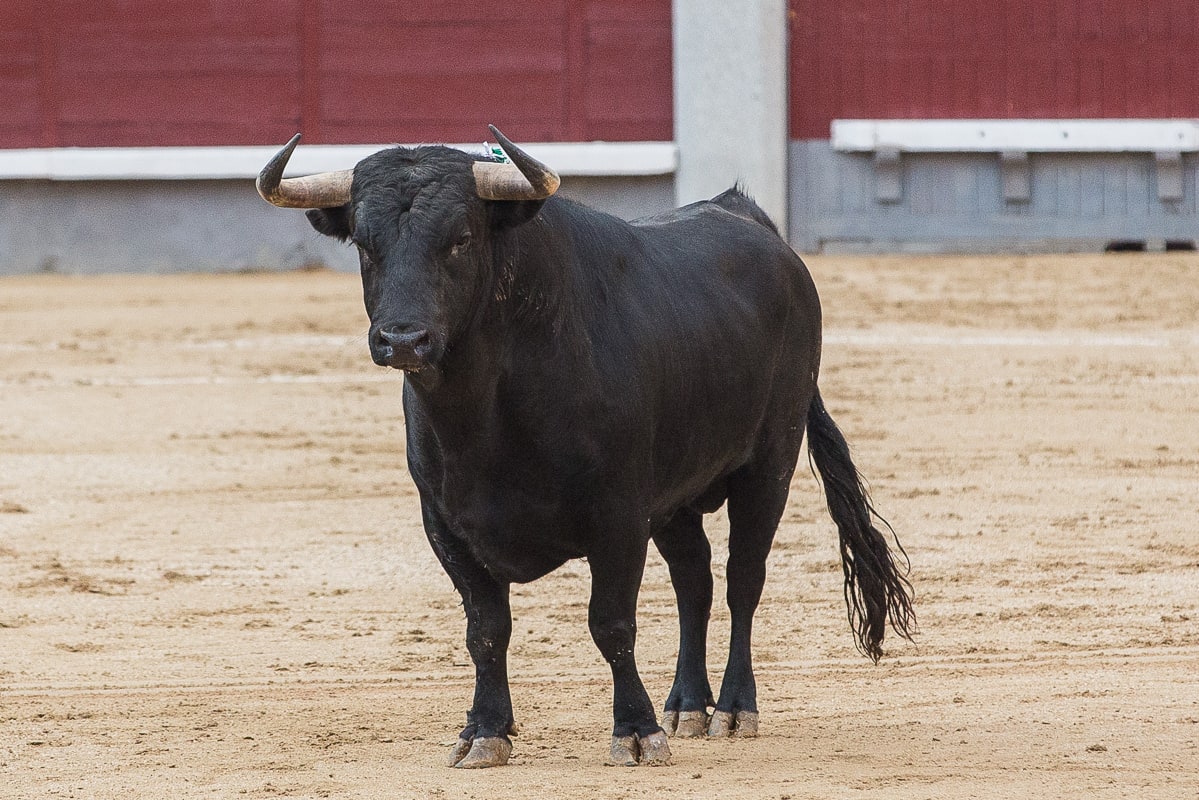 novillo bull in madrid